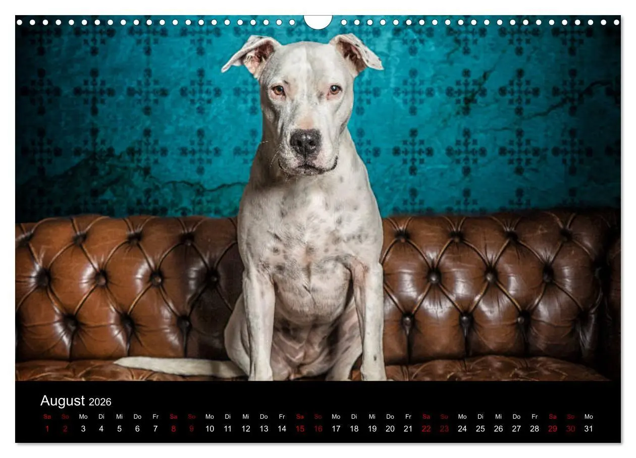 Bild: 9783457866955 | DOGO ARGENTINO (Wandkalender 2026 DIN A3 quer), CALVENDO...