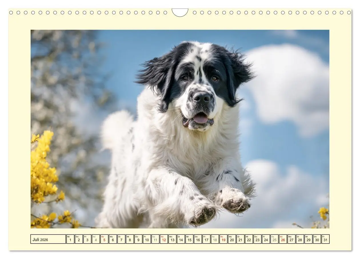 Bild: 9783457757055 | Landseer in der Natur. Majestätische und sanfte Hundeseelen...