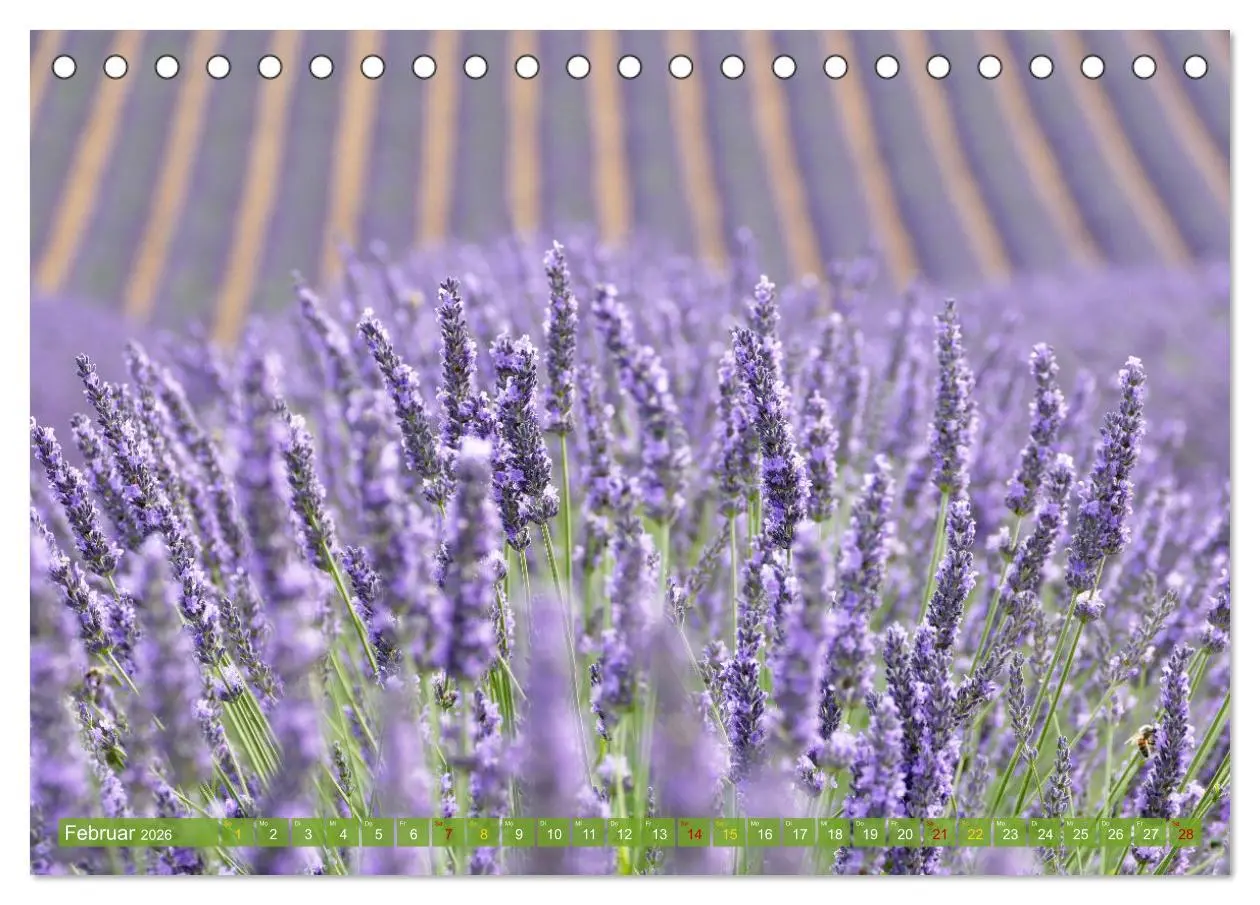 Bild: 9783457507155 | Der Duft von Lavendel (Tischkalender 2026 DIN A5 quer), CALVENDO...