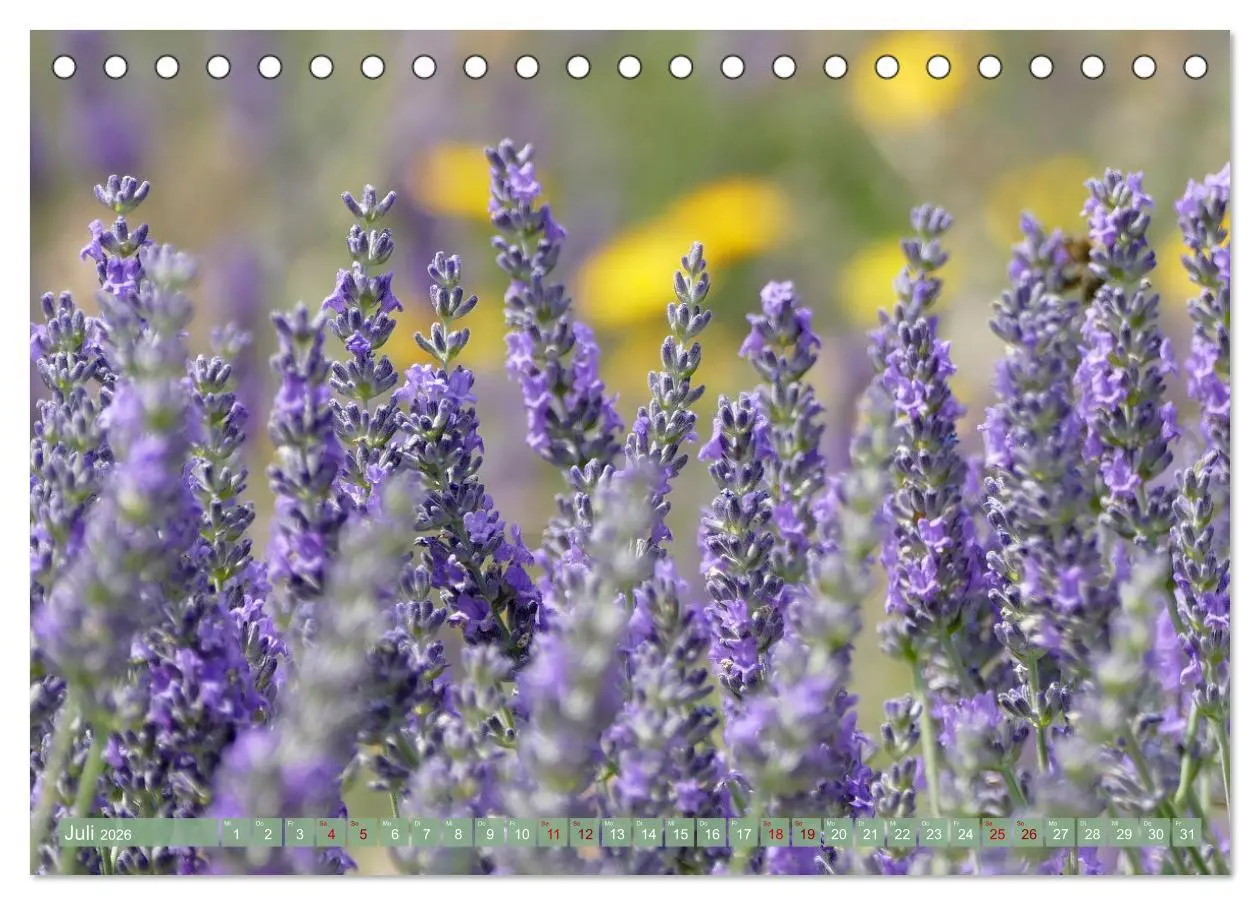 Bild: 9783457507155 | Der Duft von Lavendel (Tischkalender 2026 DIN A5 quer), CALVENDO...