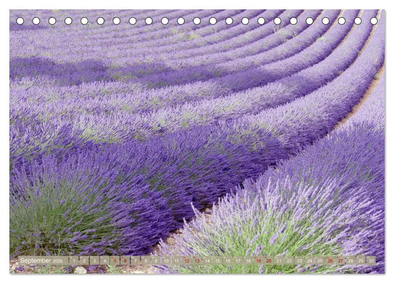 Bild: 9783457507155 | Der Duft von Lavendel (Tischkalender 2026 DIN A5 quer), CALVENDO...