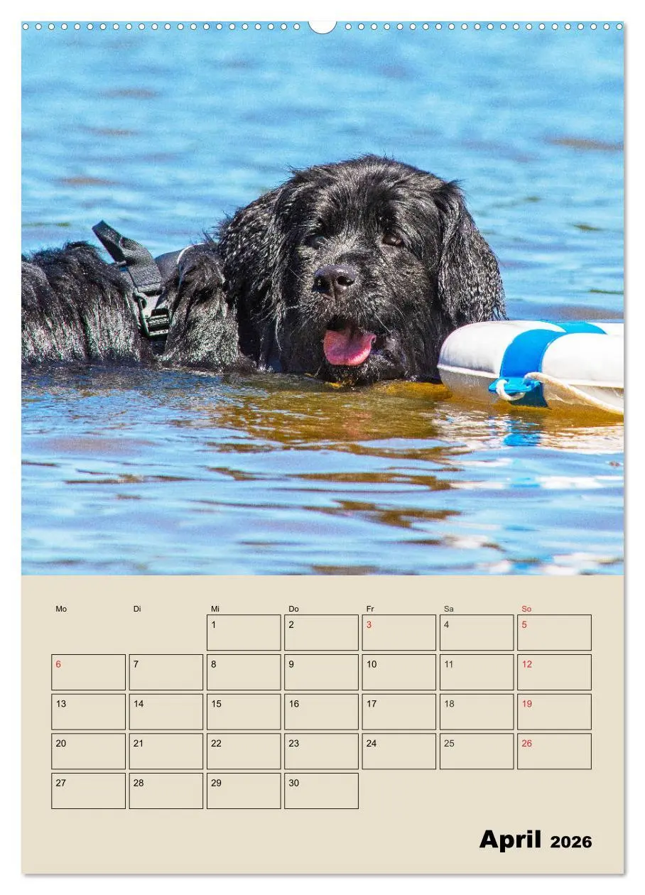 Bild: 9783516387155 | Familienplaner Neufundländer - Freund und Retter (Wandkalender 2026...