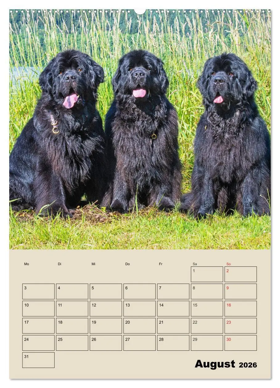 Bild: 9783516387155 | Familienplaner Neufundländer - Freund und Retter (Wandkalender 2026...