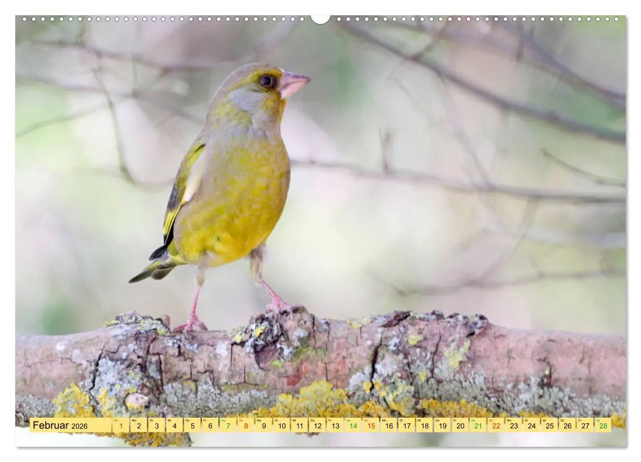 Bild: 9783457667255 | Gefiederte Gesellen - Vögel aus Wald und Garten (hochwertiger...