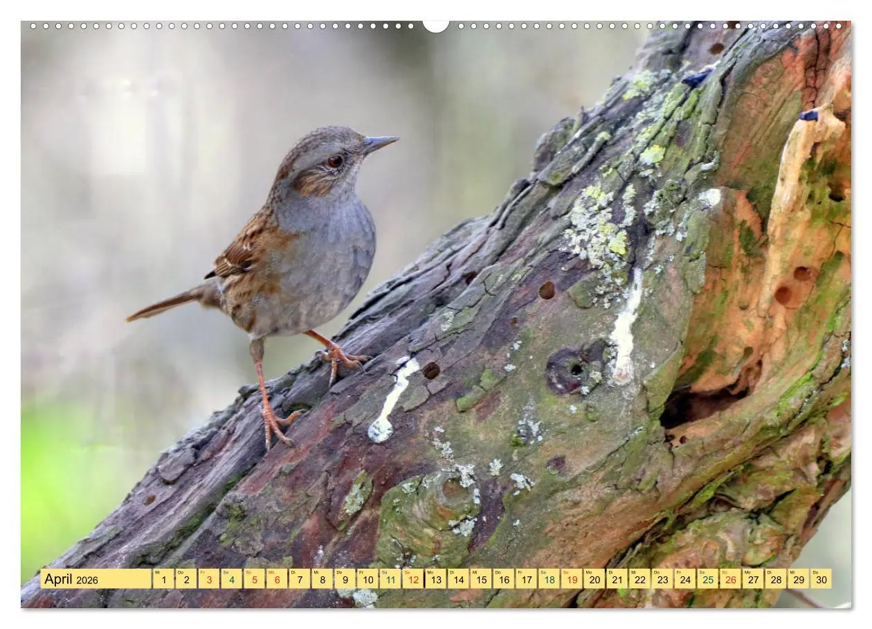 Bild: 9783457667255 | Gefiederte Gesellen - Vögel aus Wald und Garten (hochwertiger...