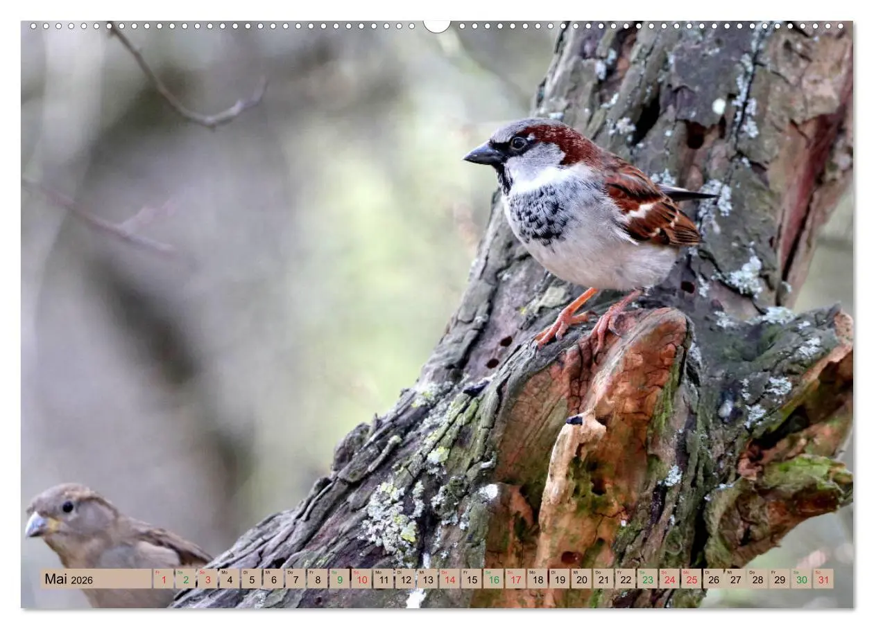 Bild: 9783457667255 | Gefiederte Gesellen - Vögel aus Wald und Garten (hochwertiger...