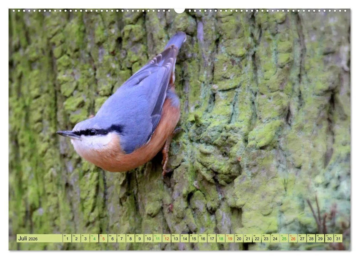 Bild: 9783457667255 | Gefiederte Gesellen - Vögel aus Wald und Garten (hochwertiger...