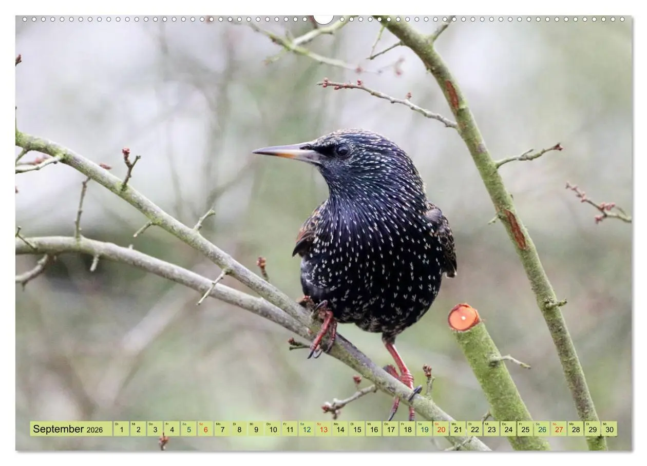 Bild: 9783457667255 | Gefiederte Gesellen - Vögel aus Wald und Garten (hochwertiger...