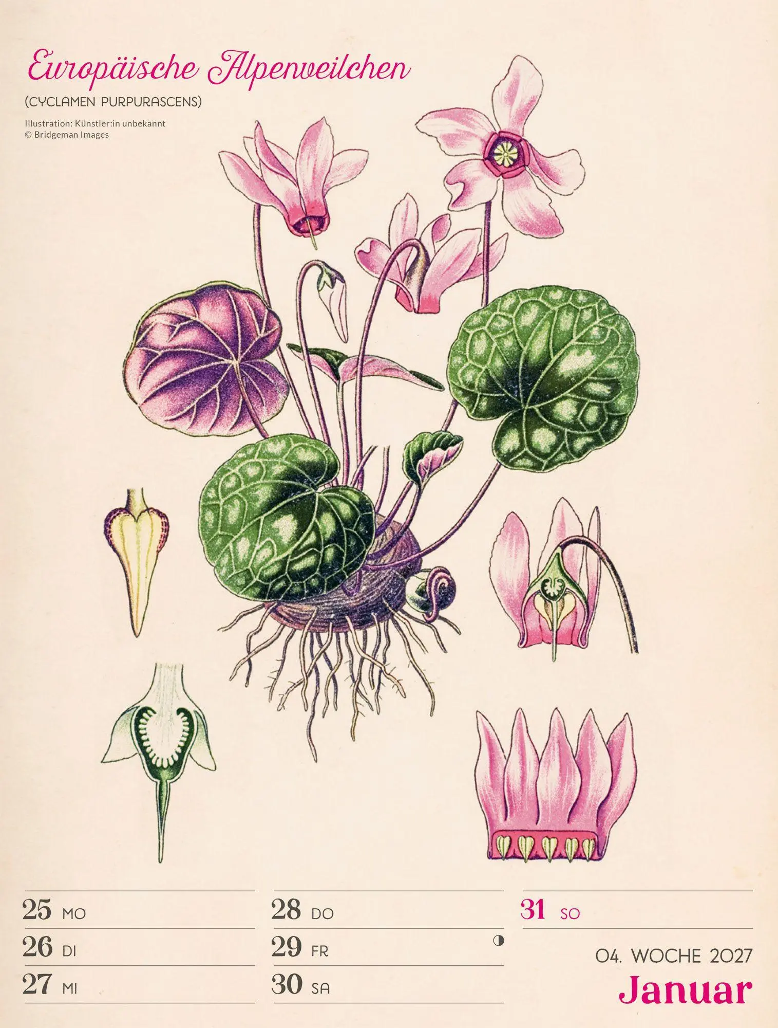 Bild: 9783838437255 | Ars Floralis Wochenplaner Kalender 2027 | Ackermann Kunstverlag GmbH