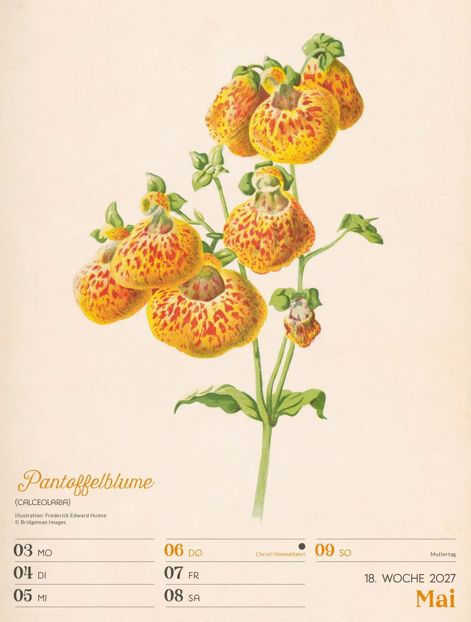 Bild: 9783838437255 | Ars Floralis Wochenplaner Kalender 2027 | Ackermann Kunstverlag GmbH