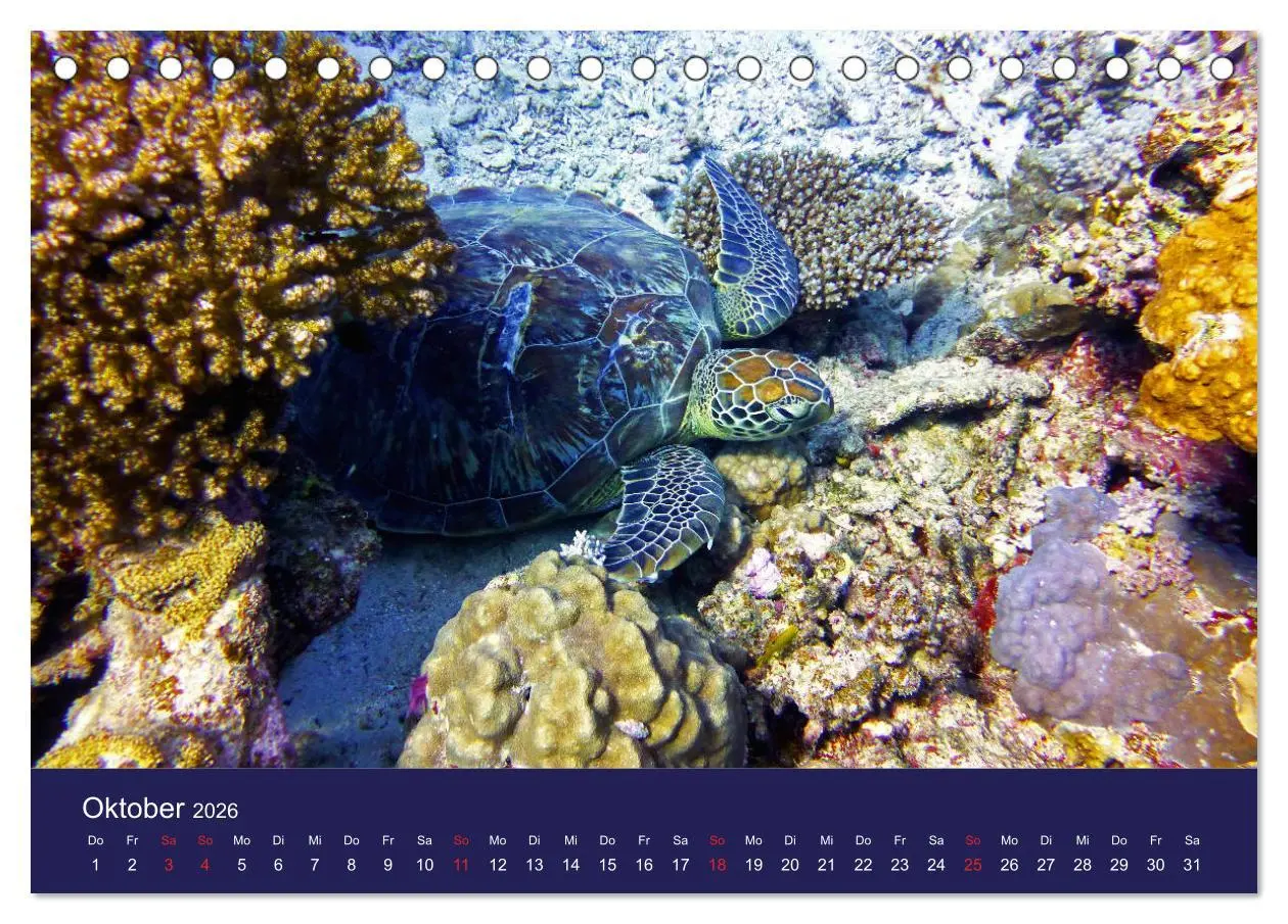 Bild: 9783457717455 | Wunderwelt Korallenriffe (Tischkalender 2026 DIN A5 quer), CALVENDO...