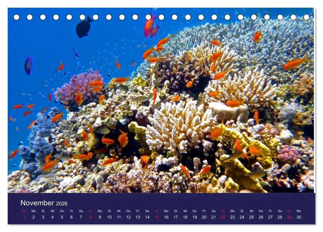 Bild: 9783457717455 | Wunderwelt Korallenriffe (Tischkalender 2026 DIN A5 quer), CALVENDO...