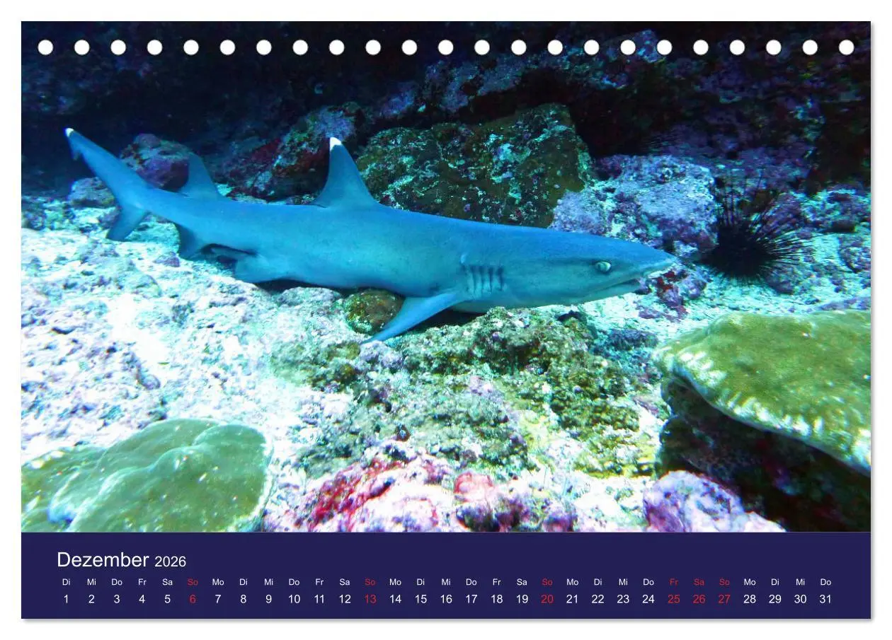 Bild: 9783457717455 | Wunderwelt Korallenriffe (Tischkalender 2026 DIN A5 quer), CALVENDO...