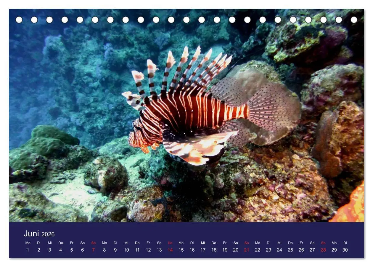 Bild: 9783457717455 | Wunderwelt Korallenriffe (Tischkalender 2026 DIN A5 quer), CALVENDO...