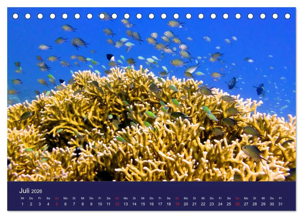 Bild: 9783457717455 | Wunderwelt Korallenriffe (Tischkalender 2026 DIN A5 quer), CALVENDO...