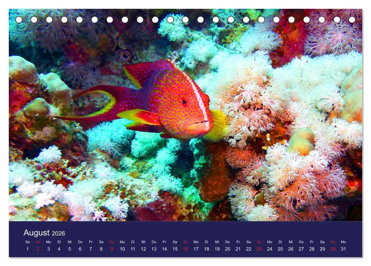 Bild: 9783457717455 | Wunderwelt Korallenriffe (Tischkalender 2026 DIN A5 quer), CALVENDO...