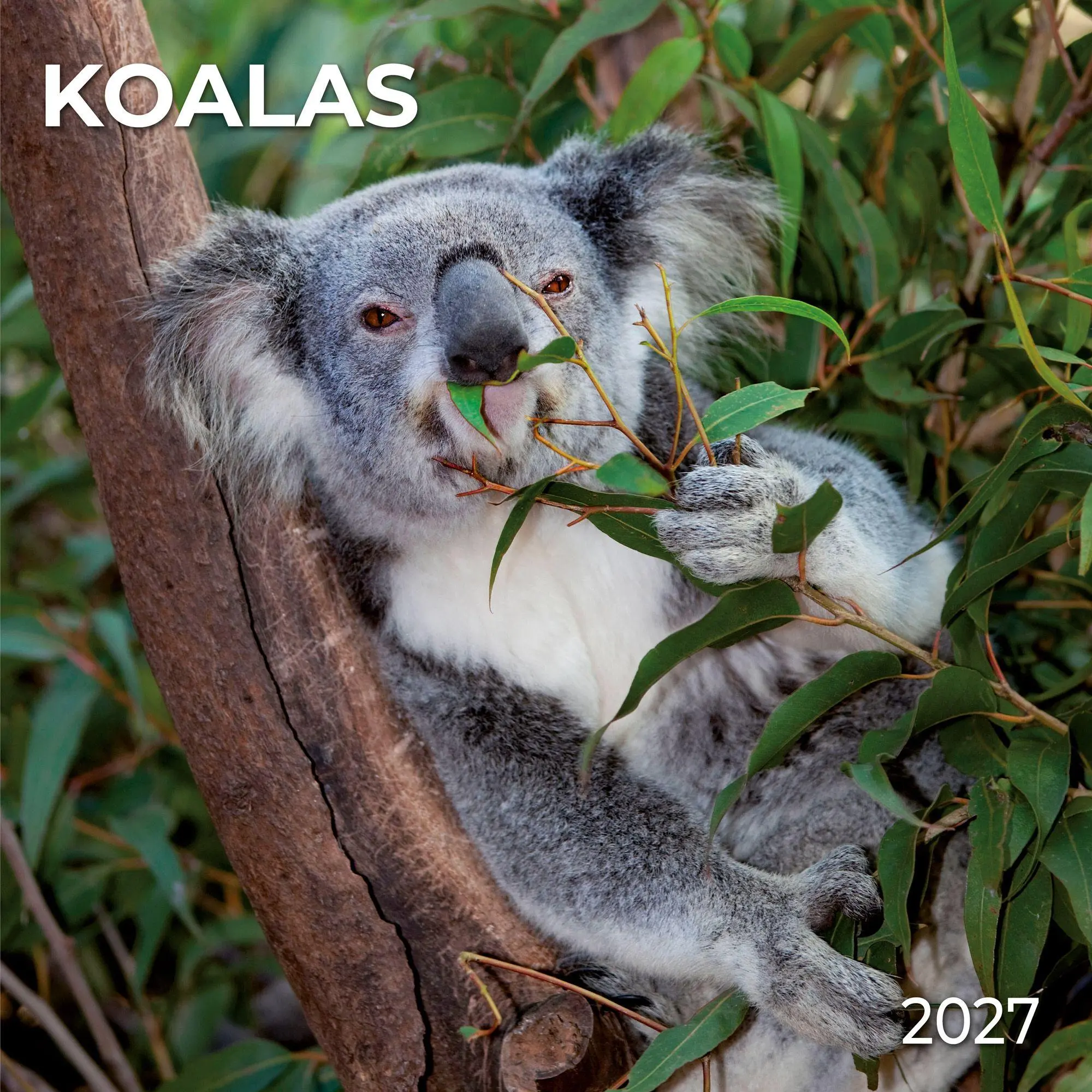 Cover: 9783959297455 | Koalas 2027 | Kalender 2027 | Kalender | 28 S. | Englisch | 2027