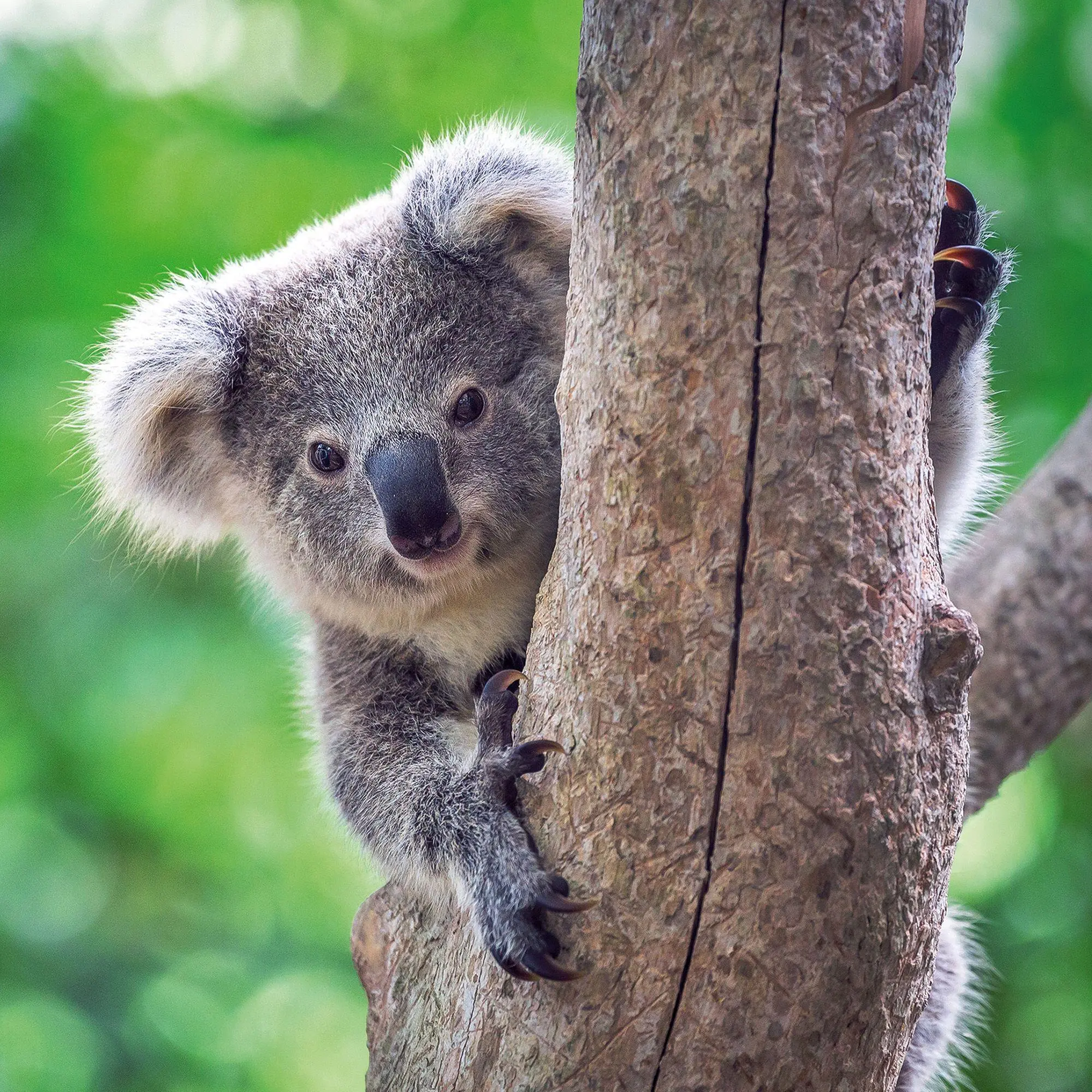 Bild: 9783959297455 | Koalas 2027 | Kalender 2027 | Kalender | 28 S. | Englisch | 2027