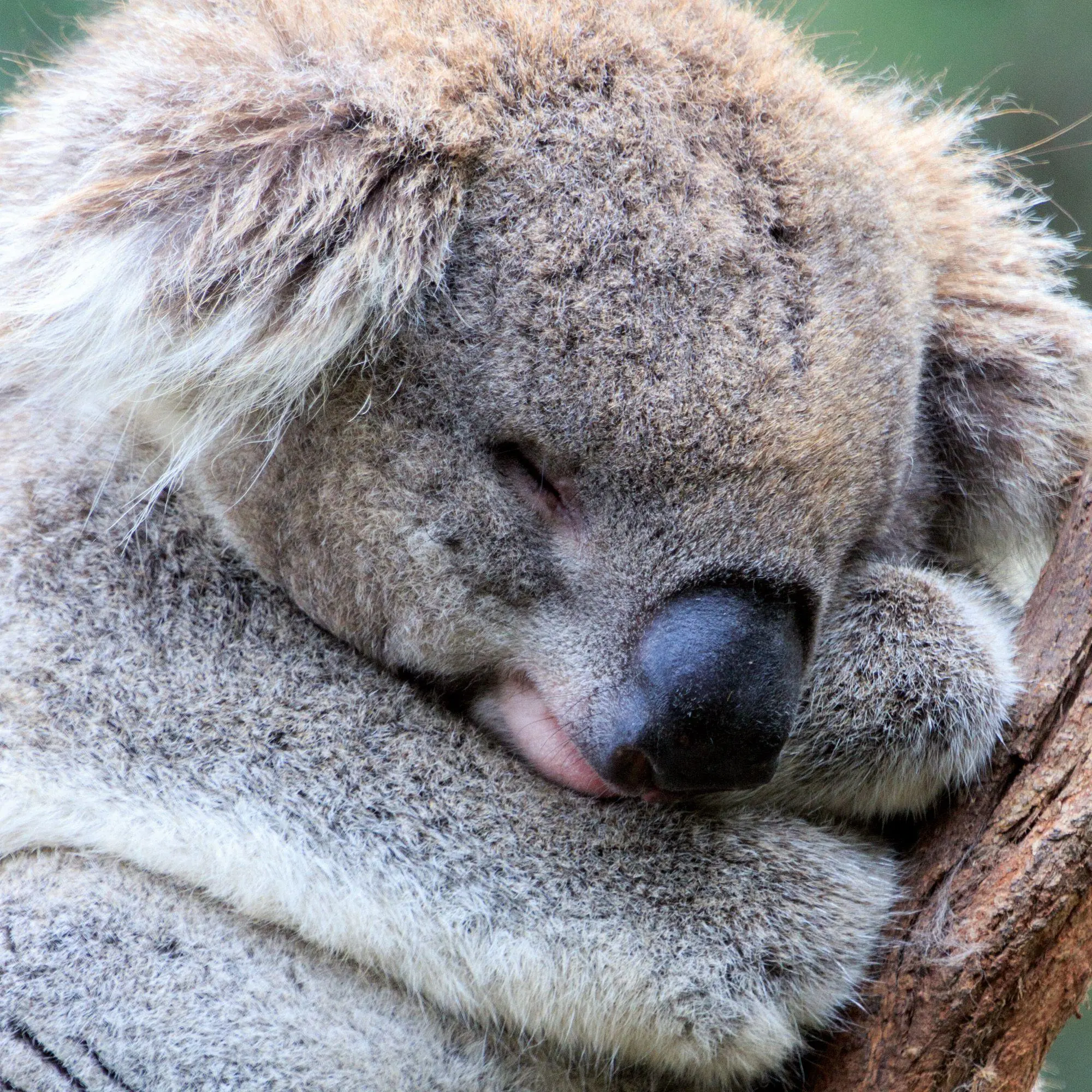 Bild: 9783959297455 | Koalas 2027 | Kalender 2027 | Kalender | 28 S. | Englisch | 2027