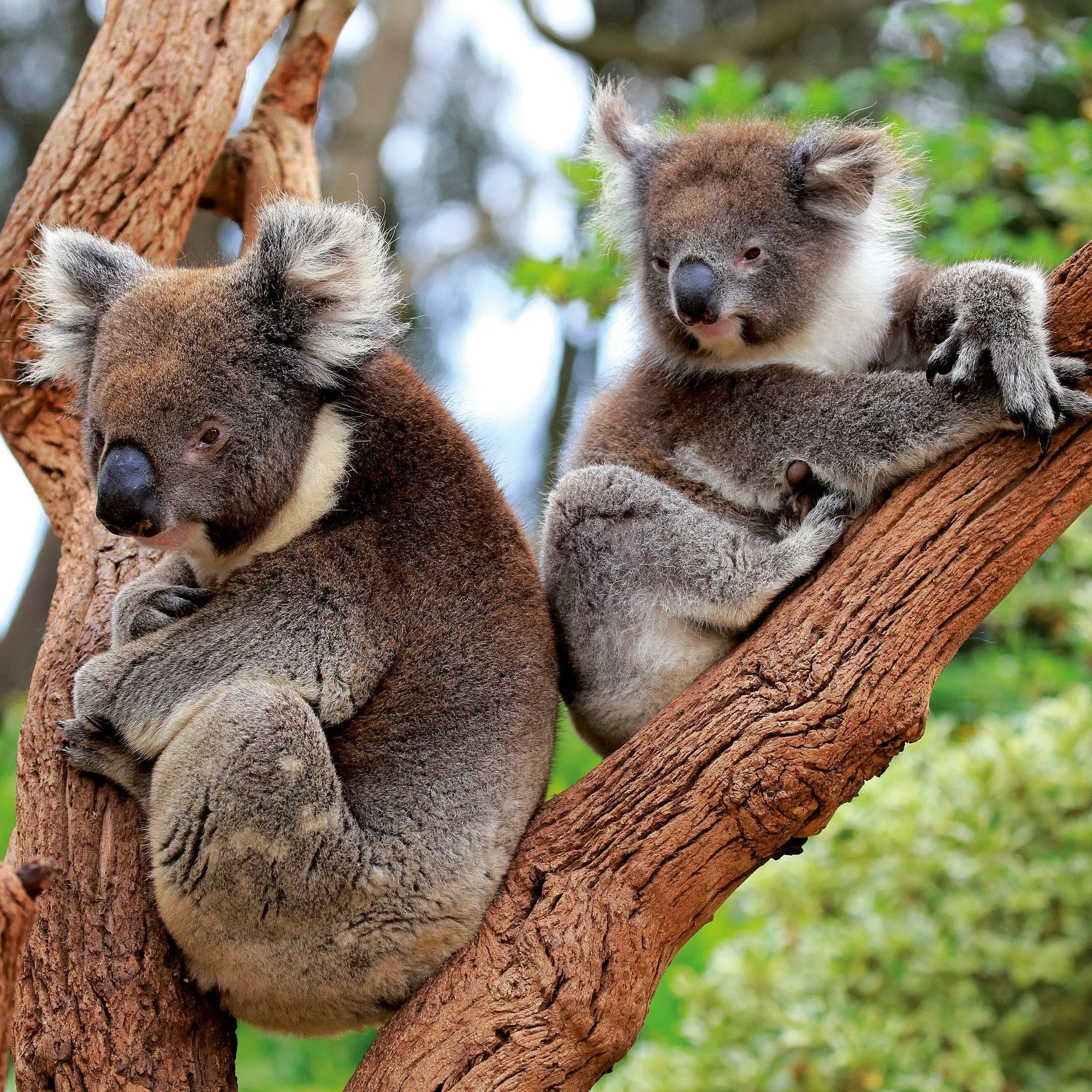 Bild: 9783959297455 | Koalas 2027 | Kalender 2027 | Kalender | 28 S. | Englisch | 2027