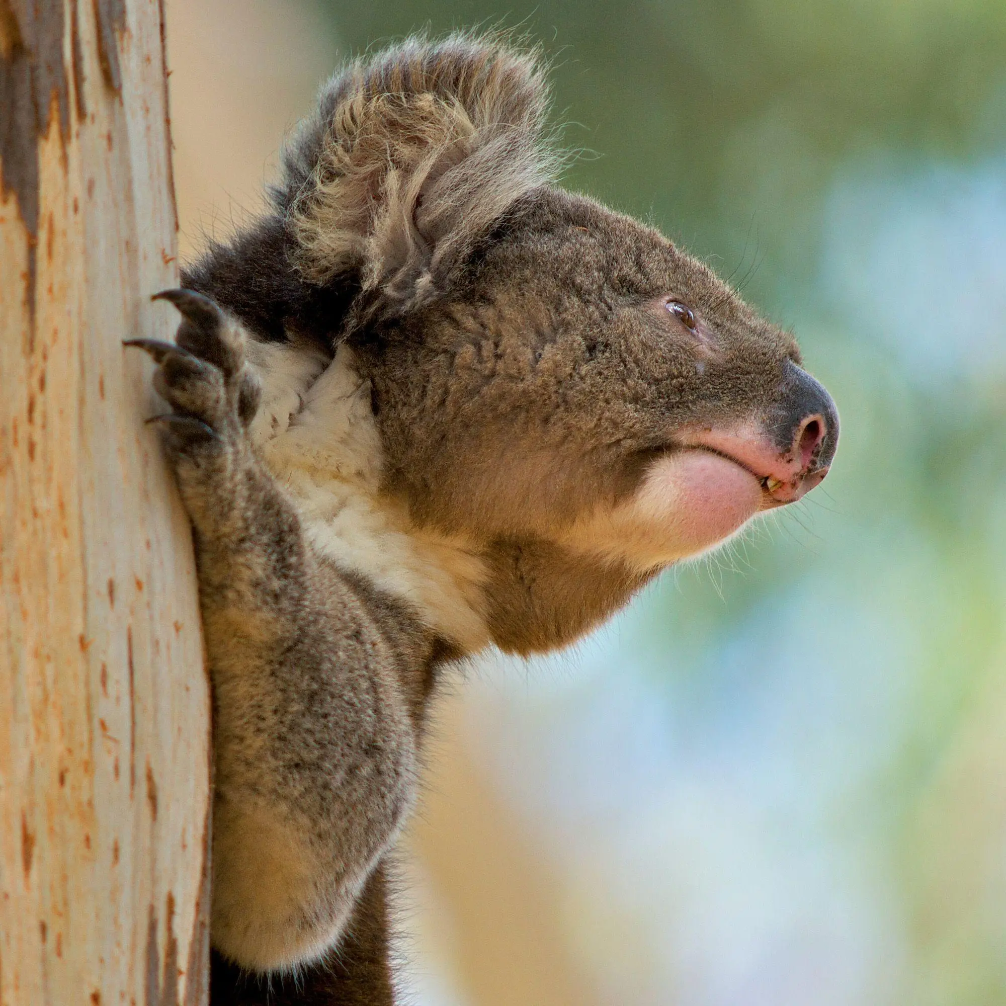 Bild: 9783959297455 | Koalas 2027 | Kalender 2027 | Kalender | 28 S. | Englisch | 2027