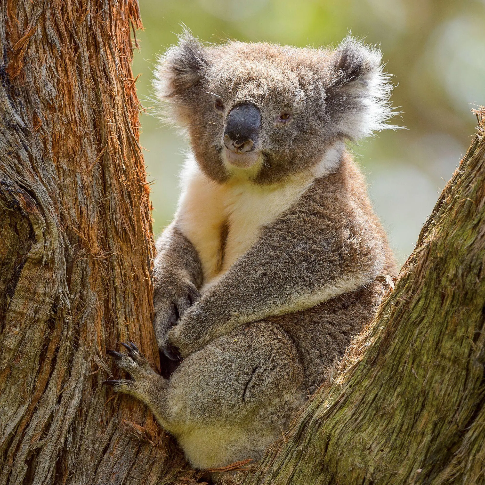 Bild: 9783959297455 | Koalas 2027 | Kalender 2027 | Kalender | 28 S. | Englisch | 2027