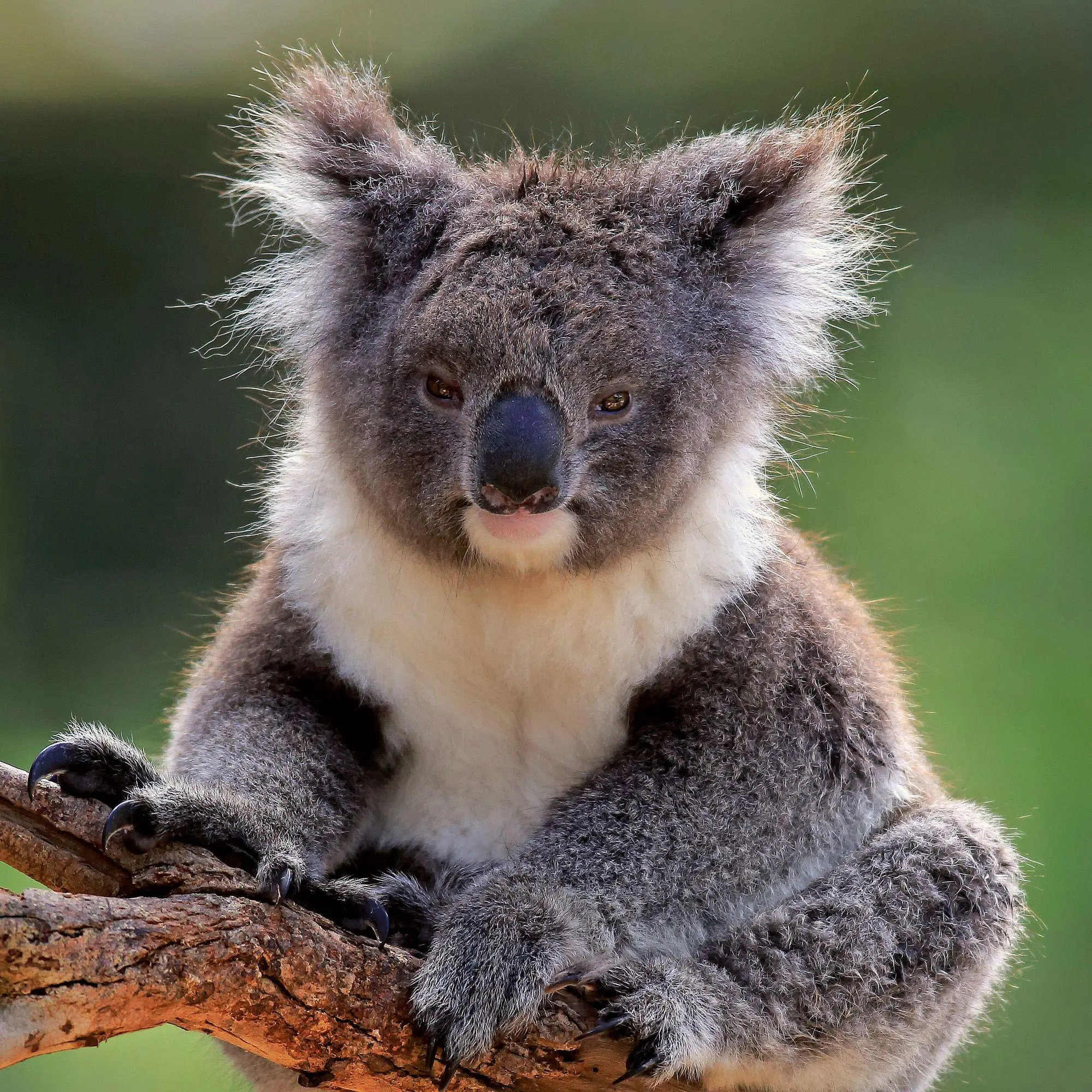 Bild: 9783959297455 | Koalas 2027 | Kalender 2027 | Kalender | 28 S. | Englisch | 2027