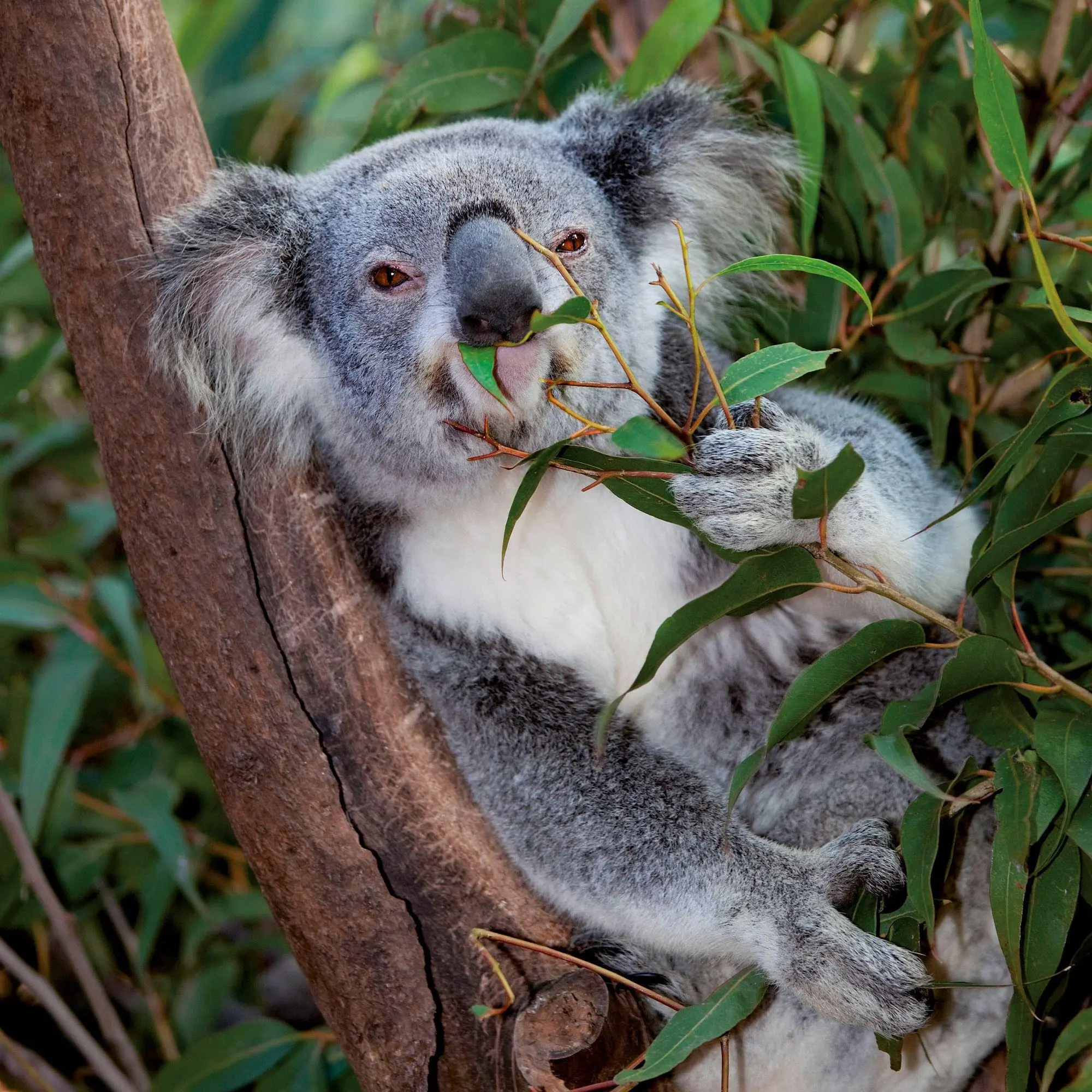 Bild: 9783959297455 | Koalas 2027 | Kalender 2027 | Kalender | 28 S. | Englisch | 2027