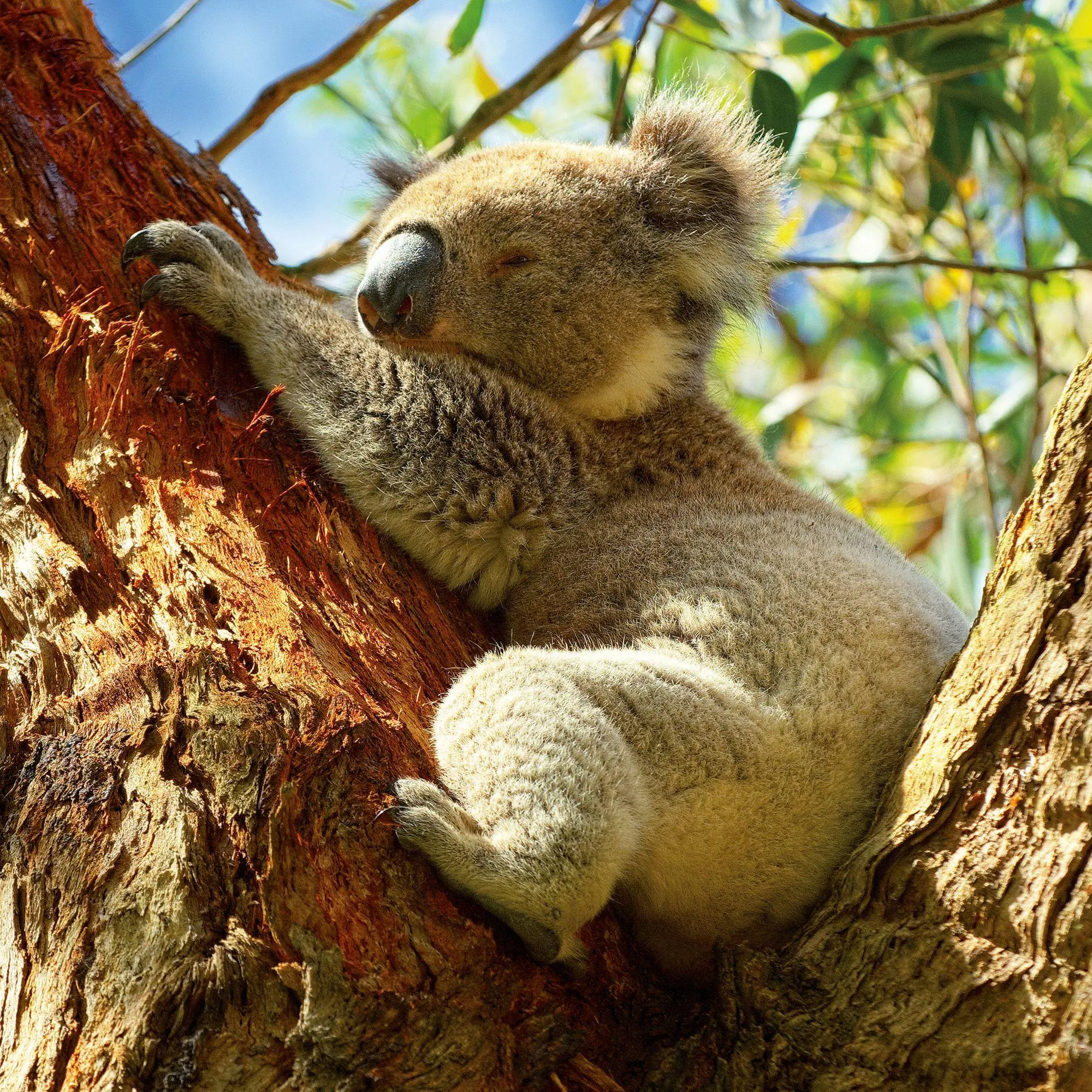 Bild: 9783959297455 | Koalas 2027 | Kalender 2027 | Kalender | 28 S. | Englisch | 2027