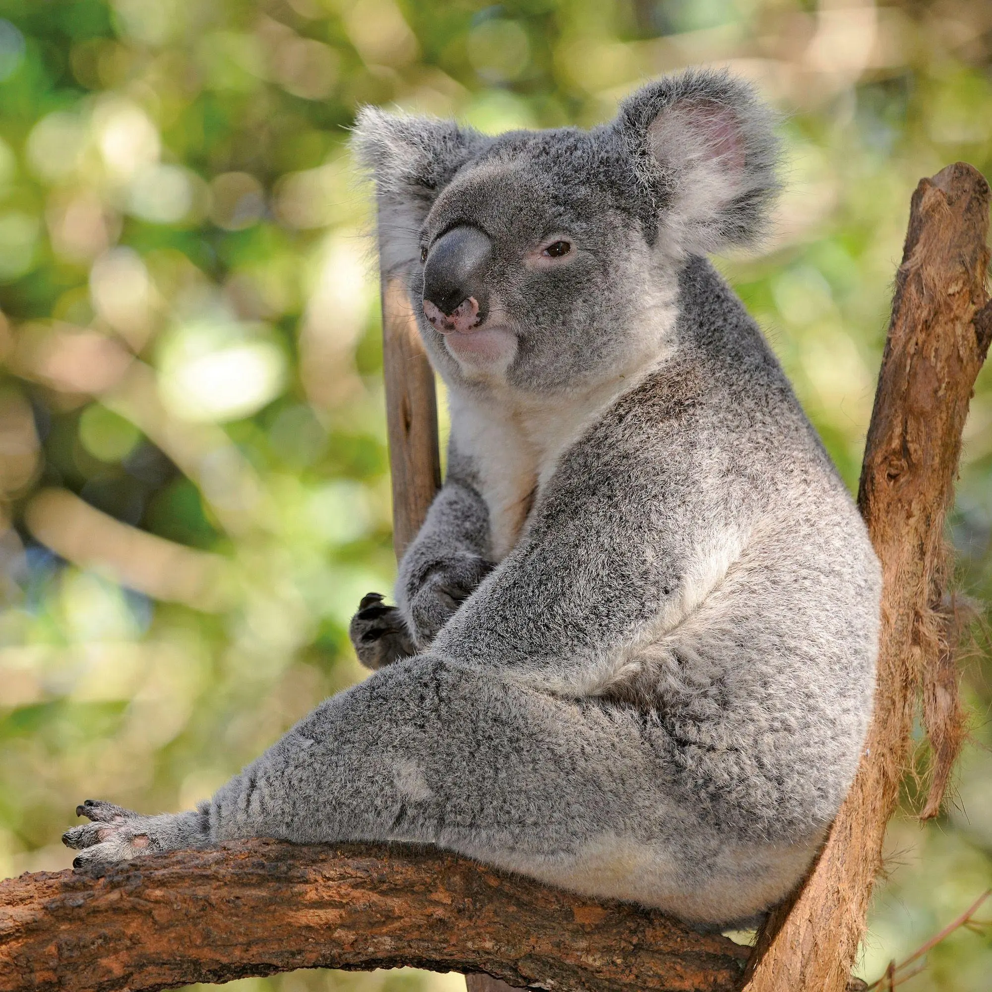 Bild: 9783959297455 | Koalas 2027 | Kalender 2027 | Kalender | 28 S. | Englisch | 2027