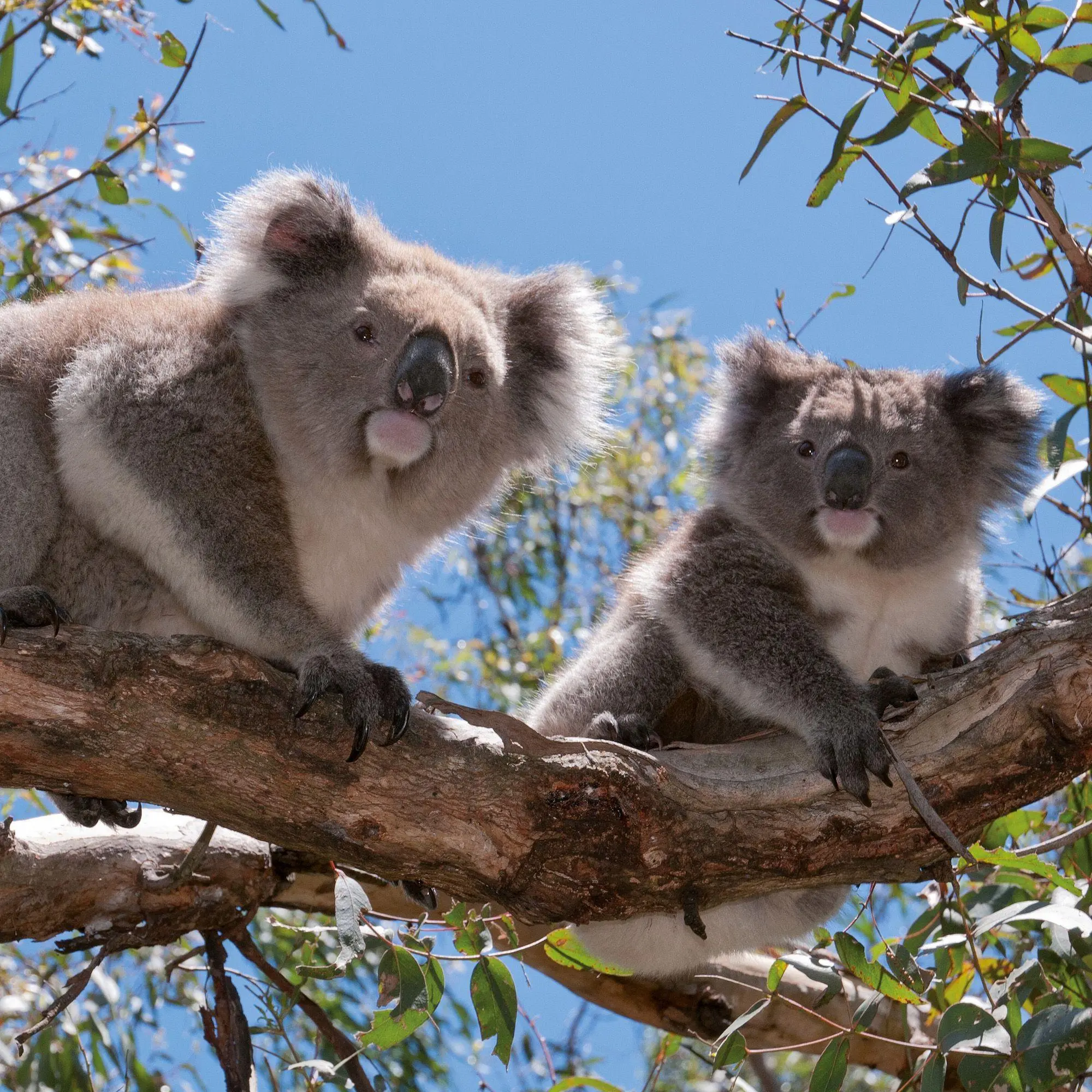 Bild: 9783959297455 | Koalas 2027 | Kalender 2027 | Kalender | 28 S. | Englisch | 2027