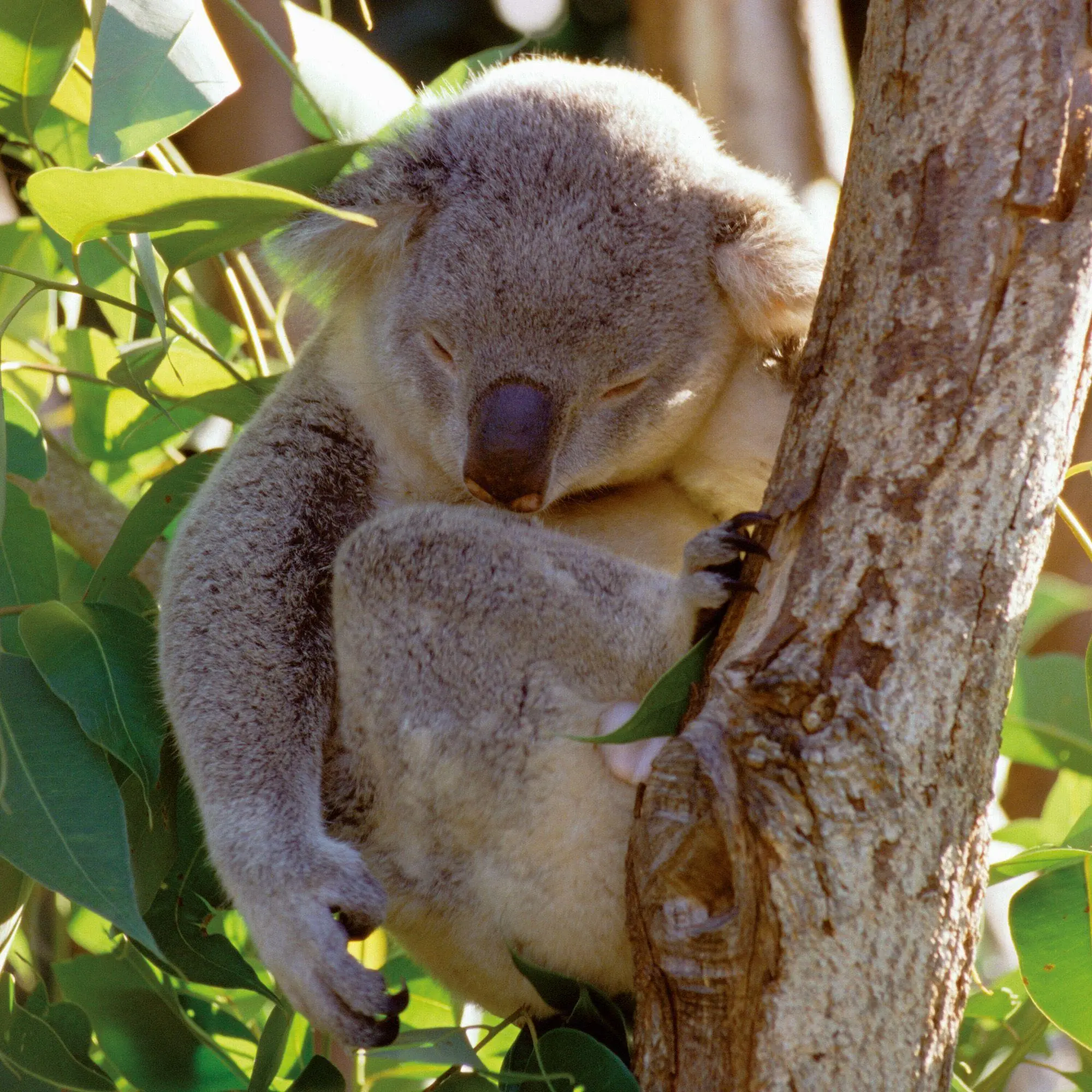 Bild: 9783959297455 | Koalas 2027 | Kalender 2027 | Kalender | 28 S. | Englisch | 2027
