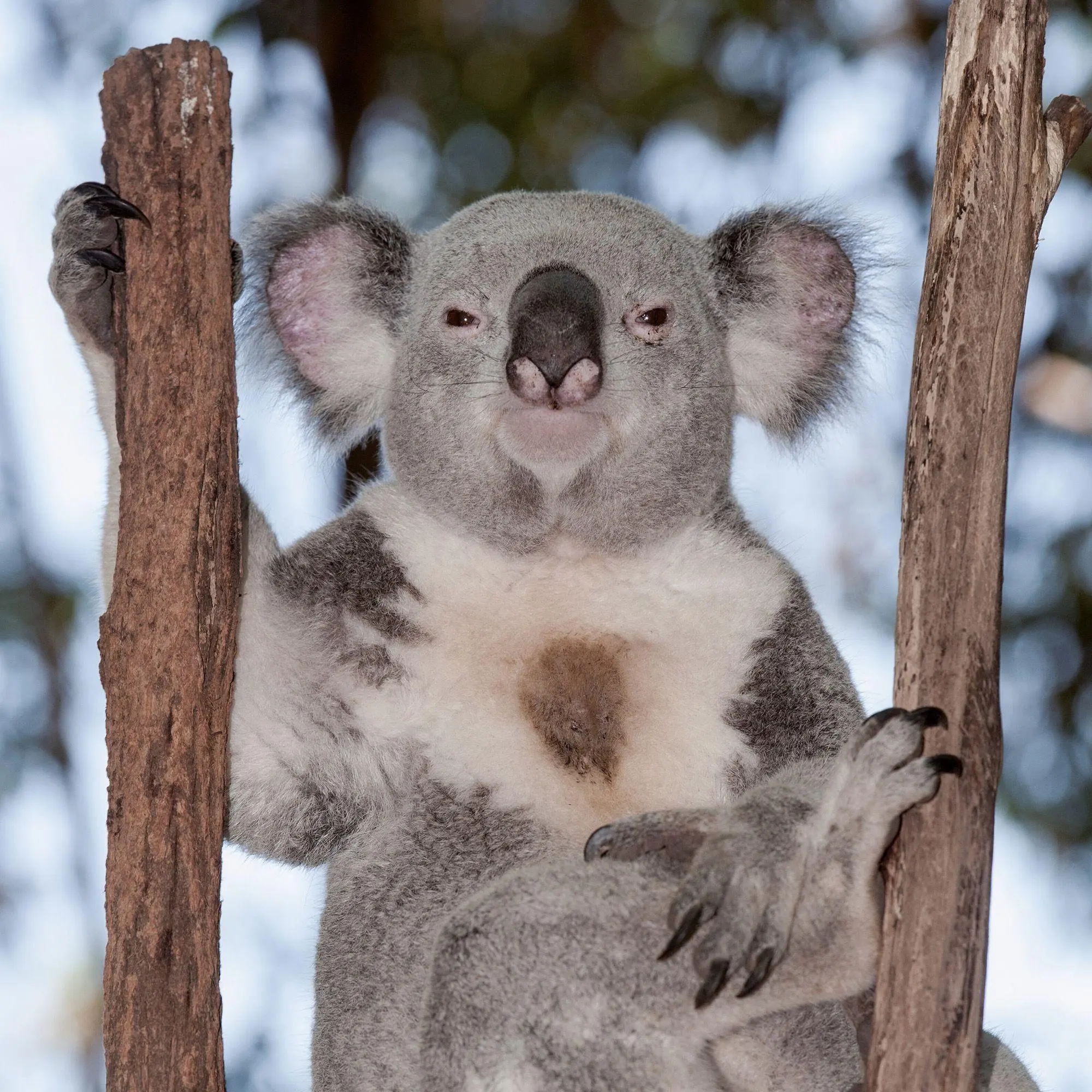 Bild: 9783959297455 | Koalas 2027 | Kalender 2027 | Kalender | 28 S. | Englisch | 2027