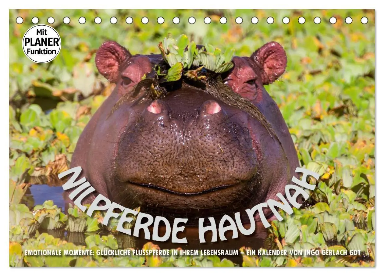 Cover: 9783516007855 | Emotionale Momente: Nilpferde hautnah (Tischkalender 2026 DIN A5...