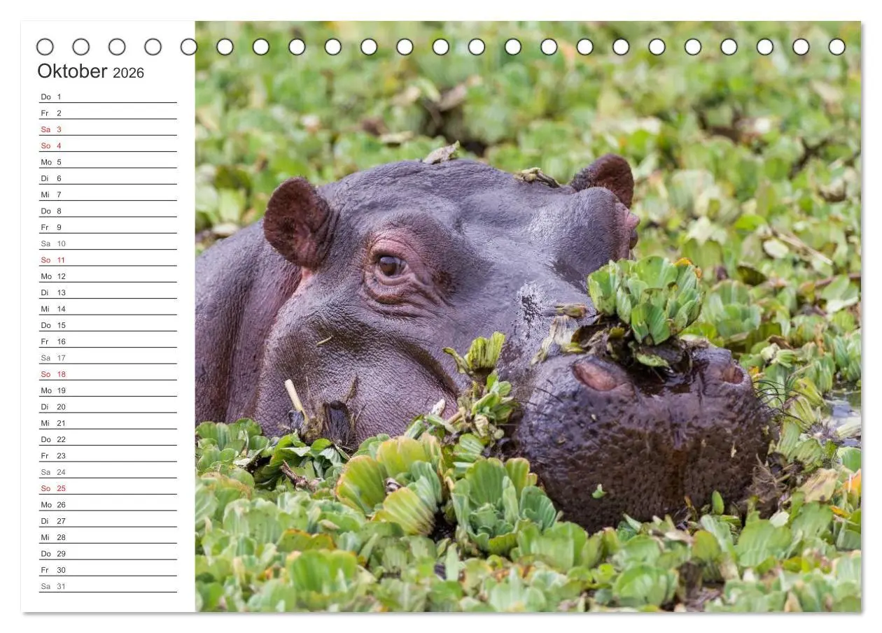 Bild: 9783516007855 | Emotionale Momente: Nilpferde hautnah (Tischkalender 2026 DIN A5...
