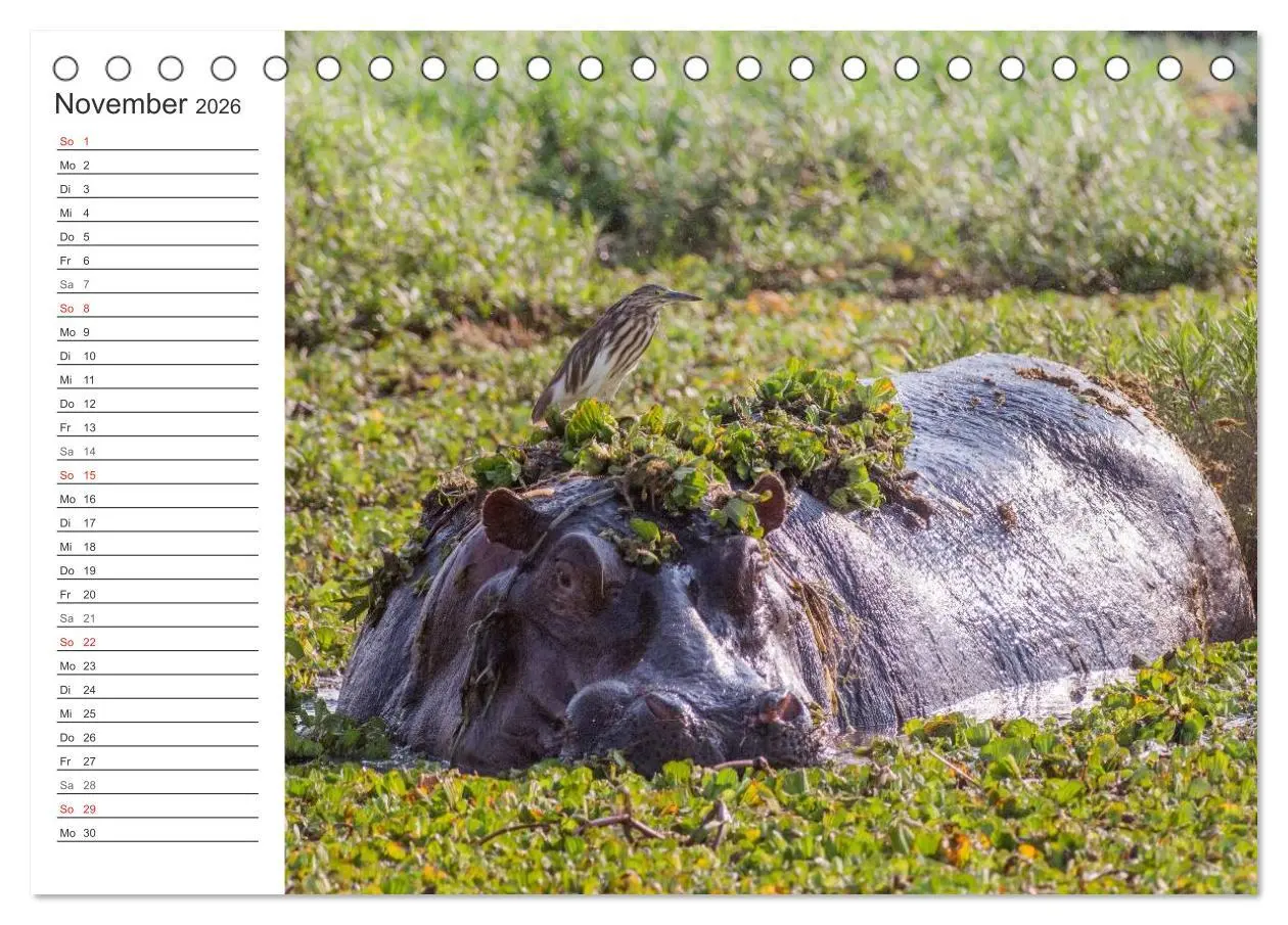 Bild: 9783516007855 | Emotionale Momente: Nilpferde hautnah (Tischkalender 2026 DIN A5...