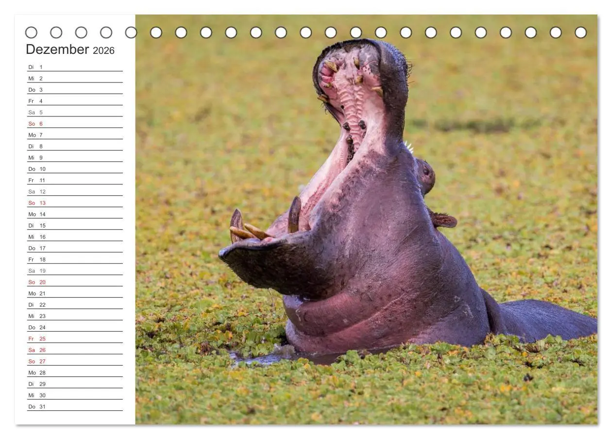 Bild: 9783516007855 | Emotionale Momente: Nilpferde hautnah (Tischkalender 2026 DIN A5...
