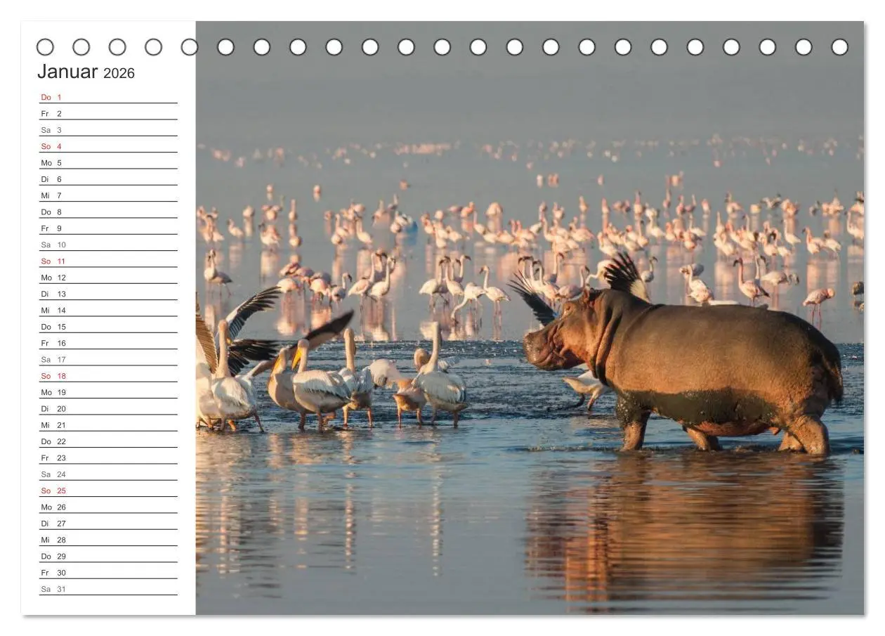 Bild: 9783516007855 | Emotionale Momente: Nilpferde hautnah (Tischkalender 2026 DIN A5...