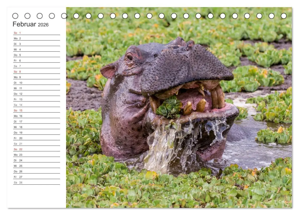 Bild: 9783516007855 | Emotionale Momente: Nilpferde hautnah (Tischkalender 2026 DIN A5...
