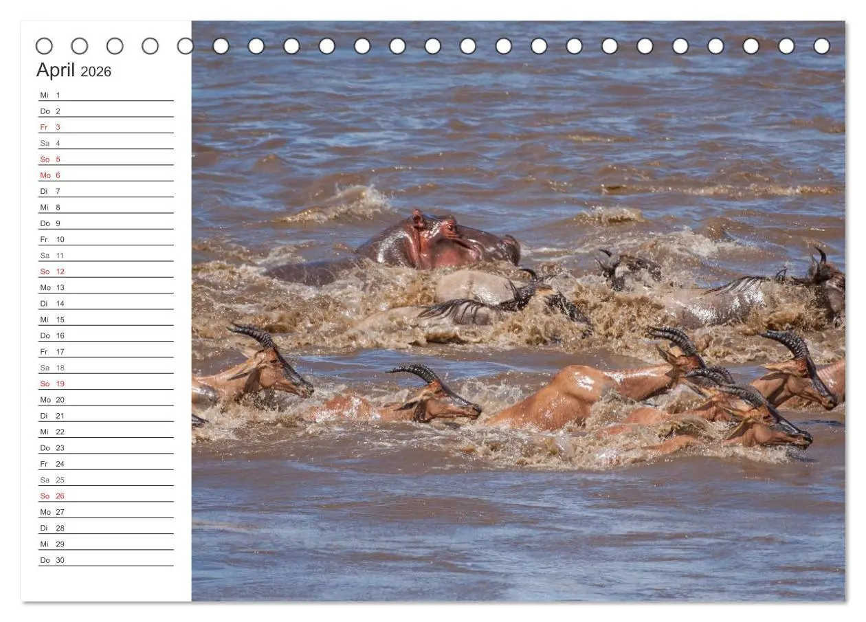 Bild: 9783516007855 | Emotionale Momente: Nilpferde hautnah (Tischkalender 2026 DIN A5...
