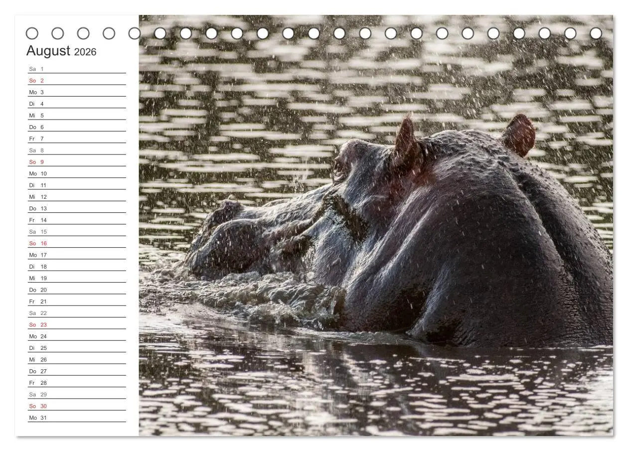 Bild: 9783516007855 | Emotionale Momente: Nilpferde hautnah (Tischkalender 2026 DIN A5...