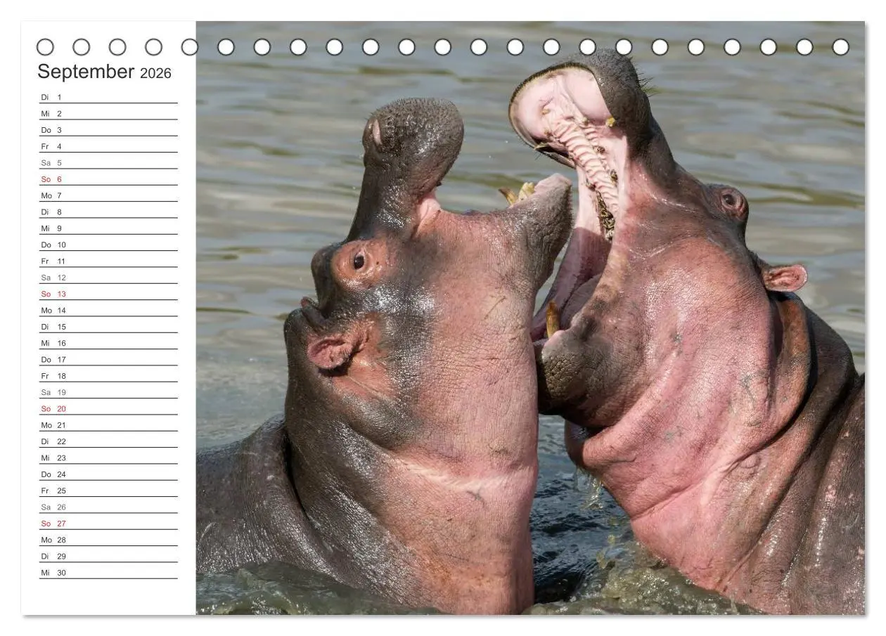 Bild: 9783516007855 | Emotionale Momente: Nilpferde hautnah (Tischkalender 2026 DIN A5...