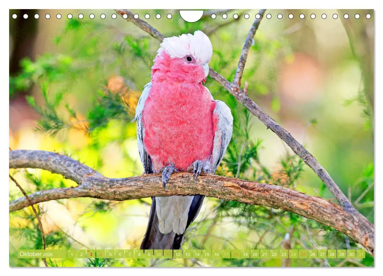 Bild: 9783457348055 | Papageien: Farbenpracht im Flug (Wandkalender 2026 DIN A4 quer),...