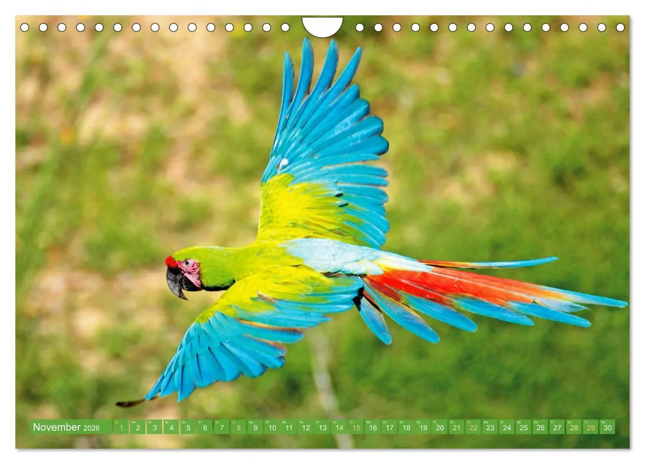 Bild: 9783457348055 | Papageien: Farbenpracht im Flug (Wandkalender 2026 DIN A4 quer),...