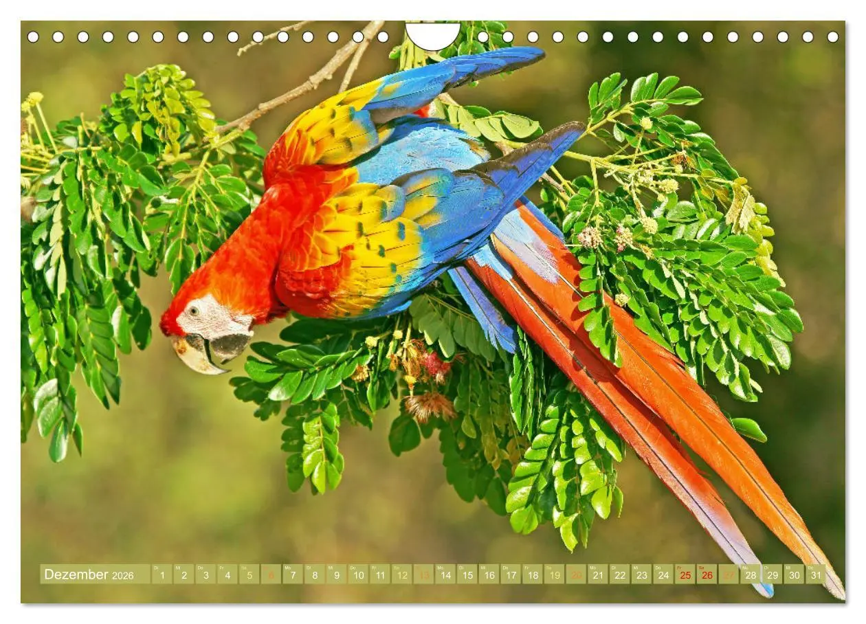 Bild: 9783457348055 | Papageien: Farbenpracht im Flug (Wandkalender 2026 DIN A4 quer),...