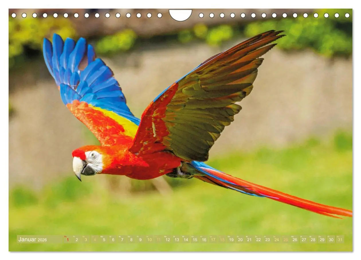 Bild: 9783457348055 | Papageien: Farbenpracht im Flug (Wandkalender 2026 DIN A4 quer),...