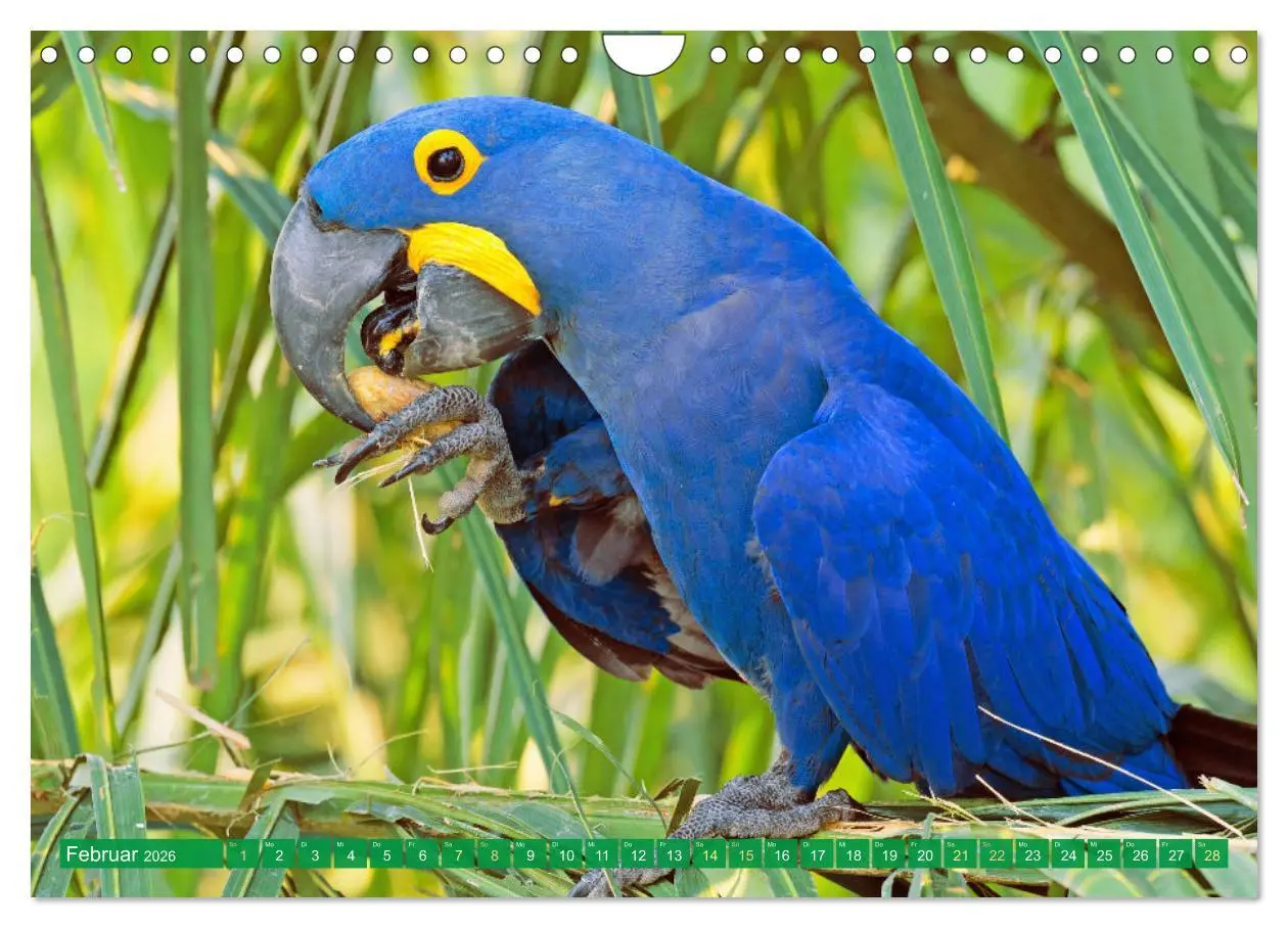 Bild: 9783457348055 | Papageien: Farbenpracht im Flug (Wandkalender 2026 DIN A4 quer),...