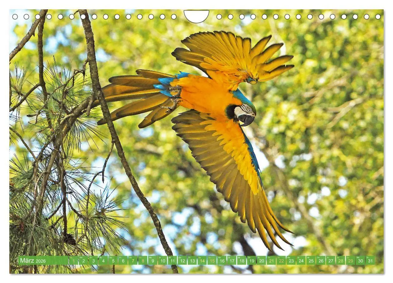 Bild: 9783457348055 | Papageien: Farbenpracht im Flug (Wandkalender 2026 DIN A4 quer),...