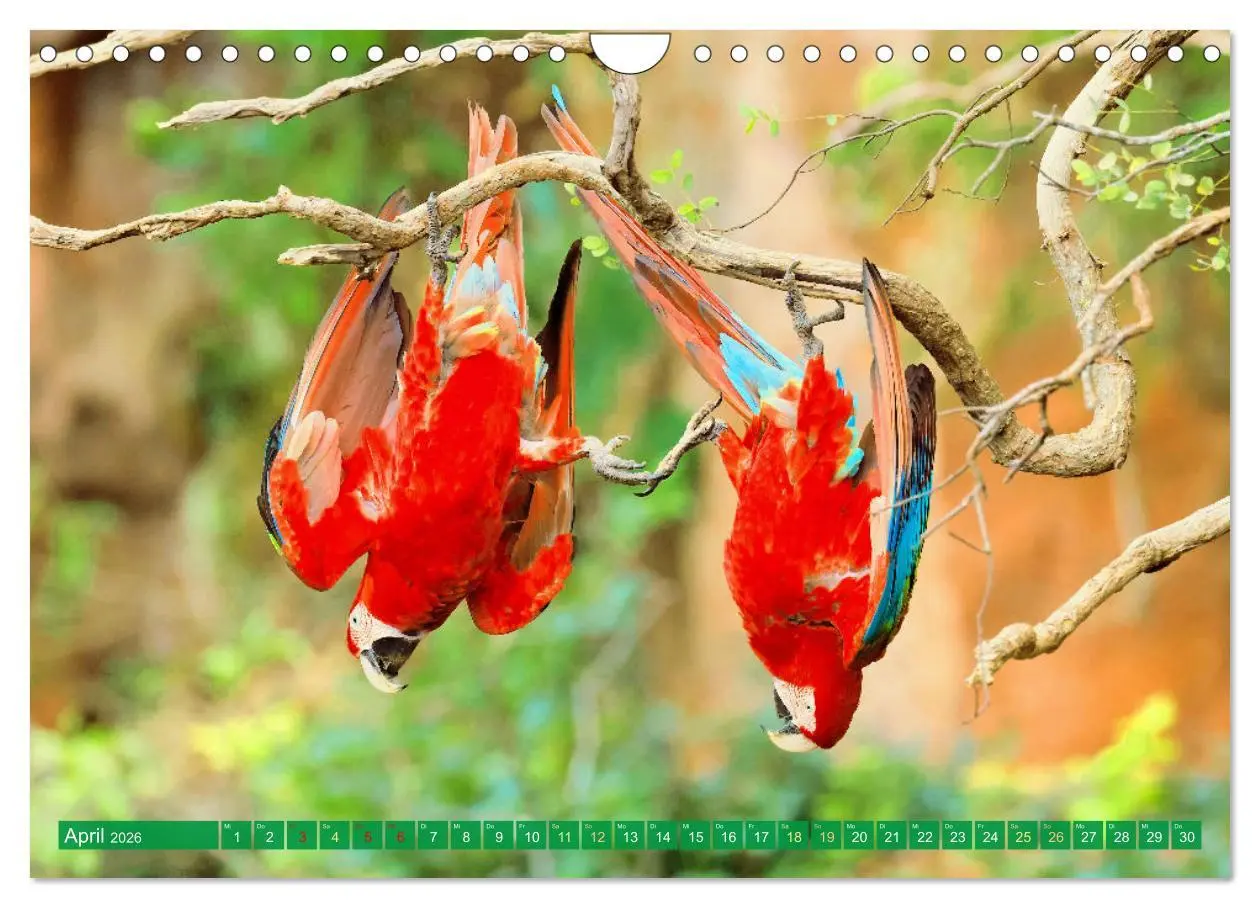 Bild: 9783457348055 | Papageien: Farbenpracht im Flug (Wandkalender 2026 DIN A4 quer),...