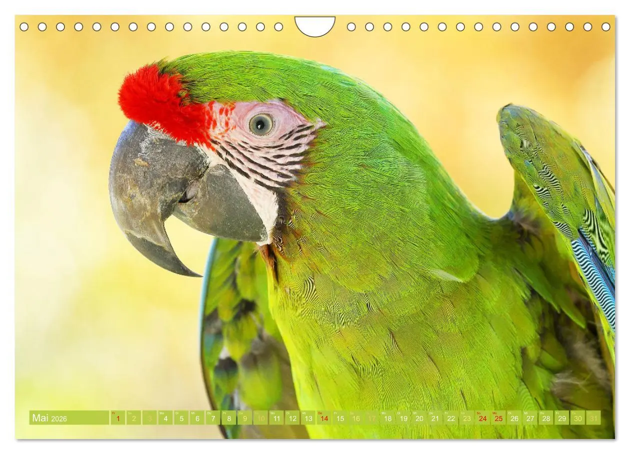 Bild: 9783457348055 | Papageien: Farbenpracht im Flug (Wandkalender 2026 DIN A4 quer),...